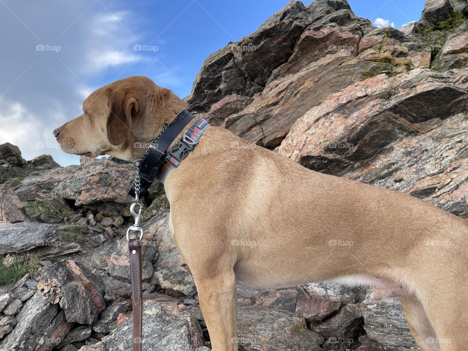 Dog silhouette with mountain and rocks in the background 