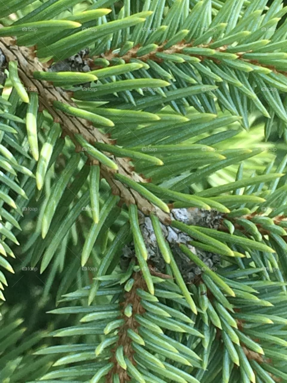 Pine needles 