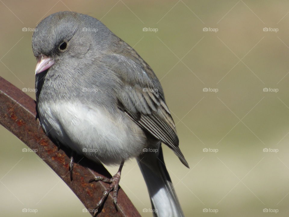 Bird, Wildlife, No Person, Nature, Animal