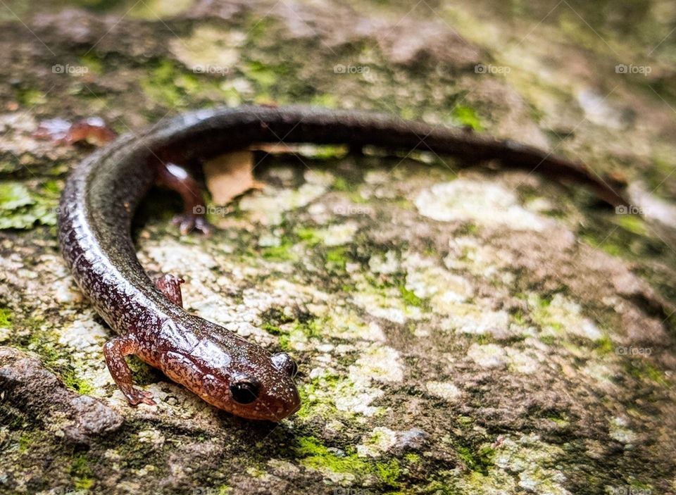 salamander in the woods