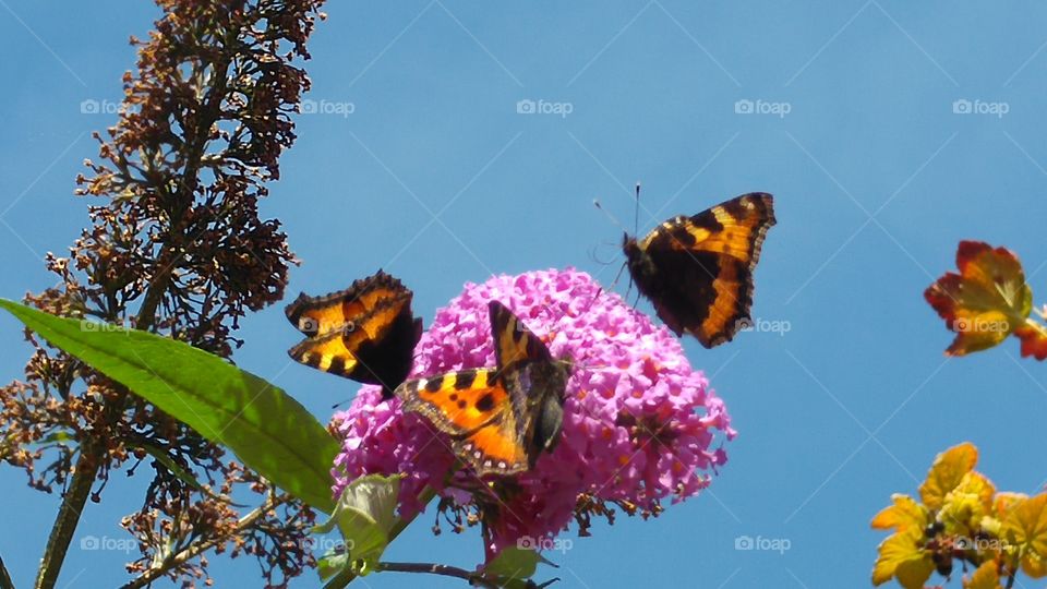 butterfly flowers