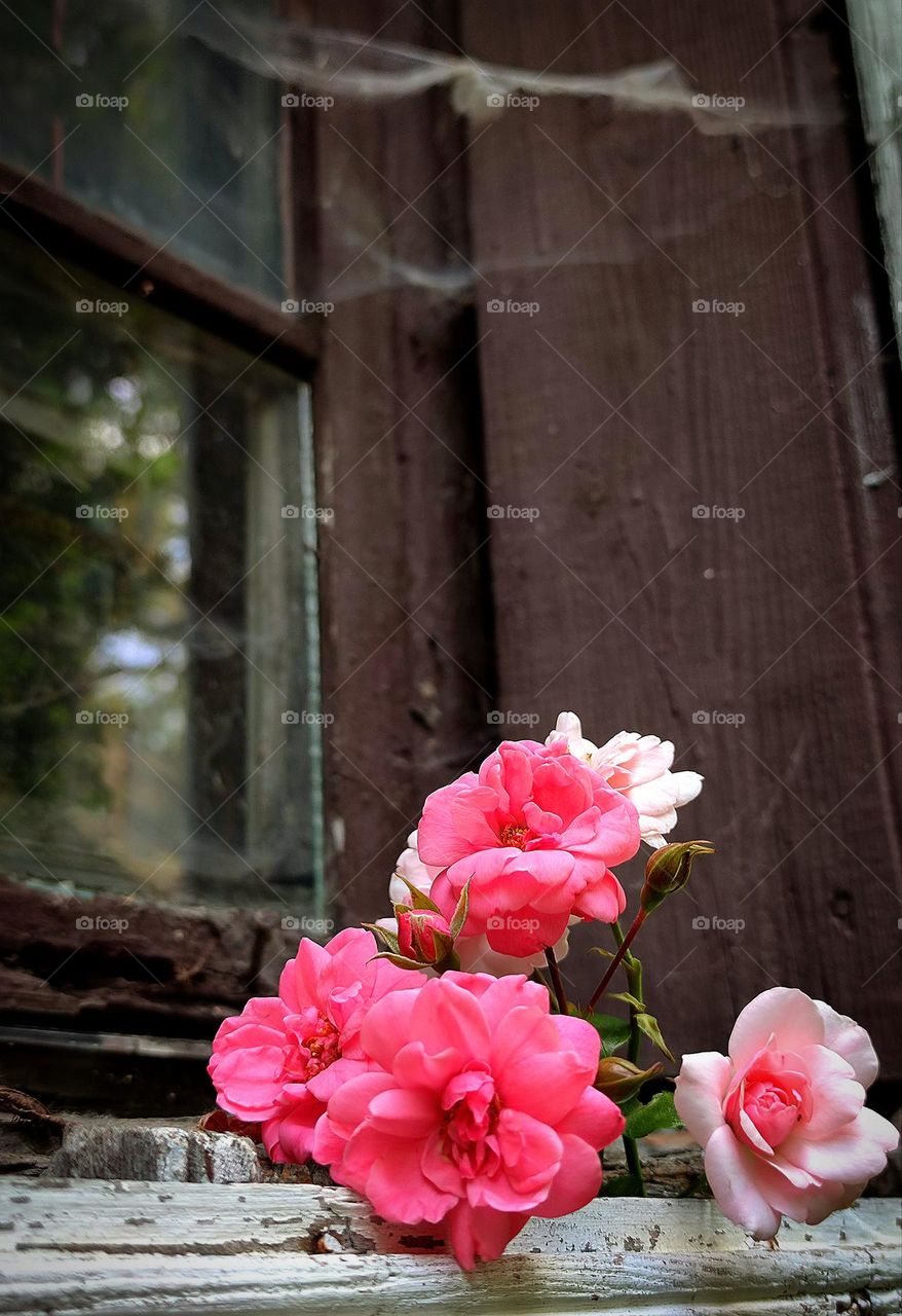 On the old window are roses of different shades of pink. A spider web hangs on a dirty old window, which increases the contrast of the old window and fresh roses.