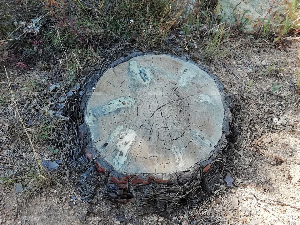 Tronco de árbol
