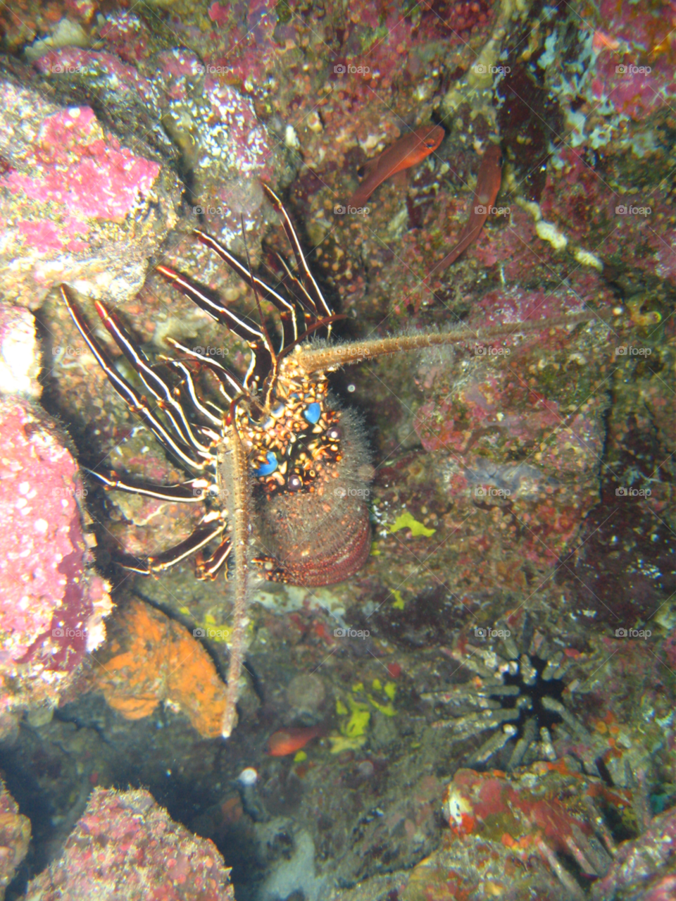 ocean blue eyes lobster by izabela.cib