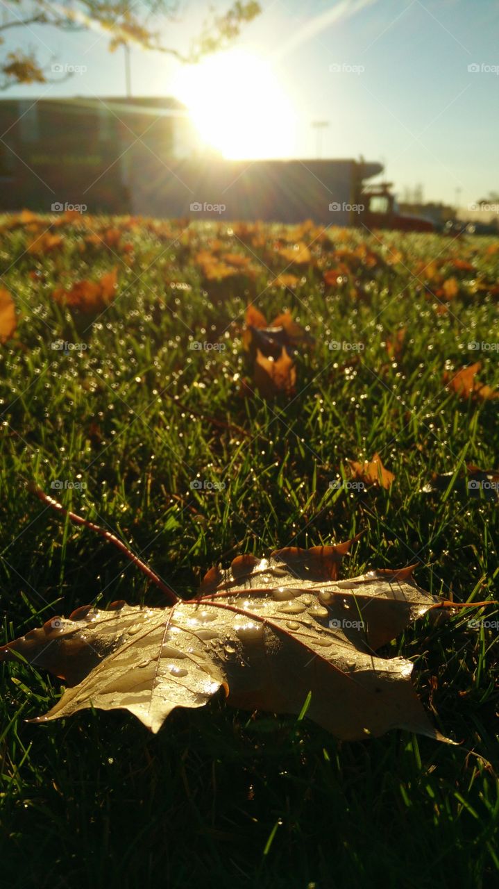 Morning sunshine on closeup maple leaf and grass