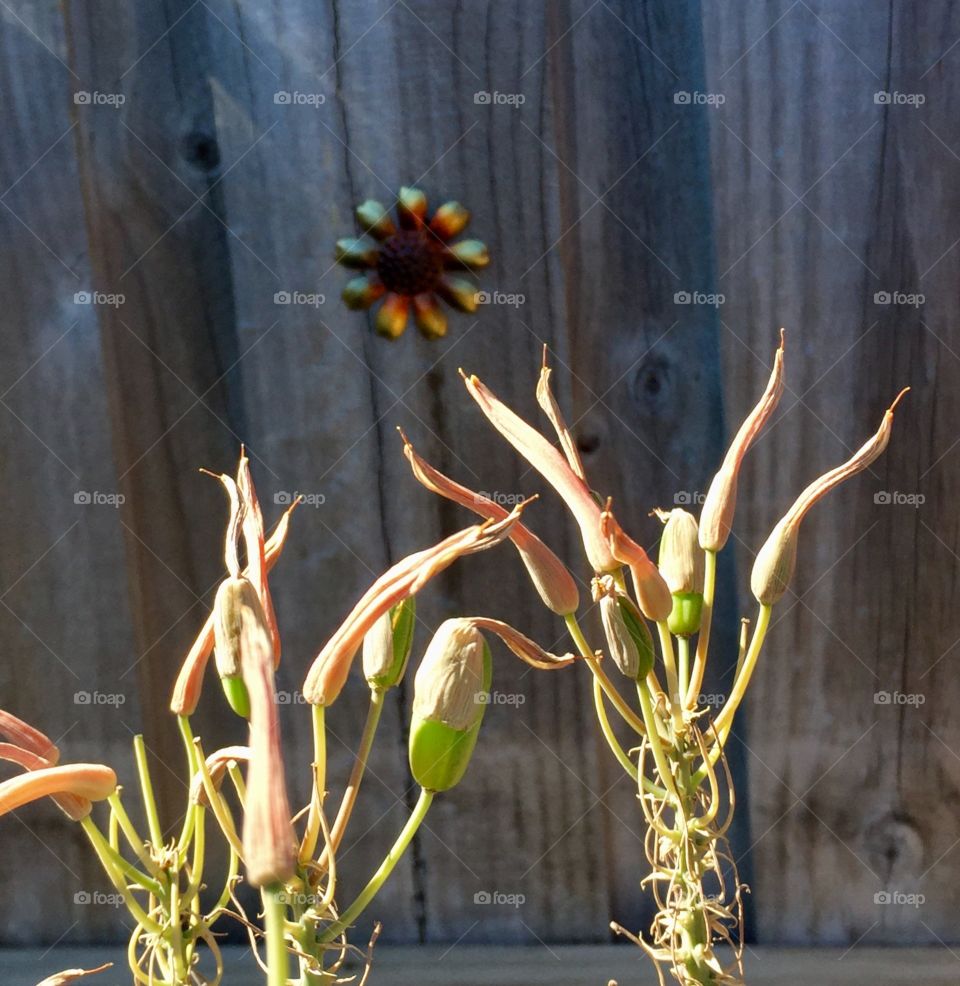Aloe. Seed. Pod. Flower. Rustic.