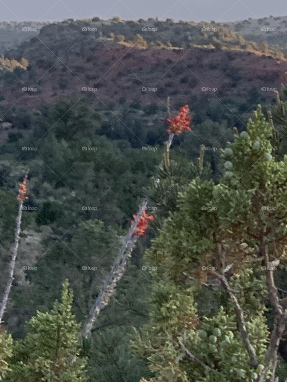 Beautiful red desert flowers.