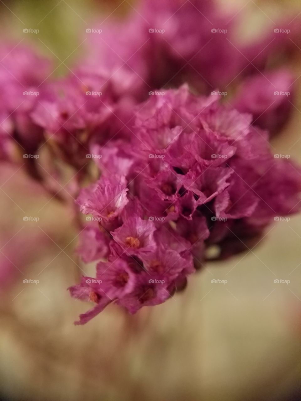 Close-up of Magenta Dried Flowers