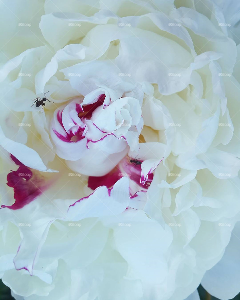 Ants in the blooming rose