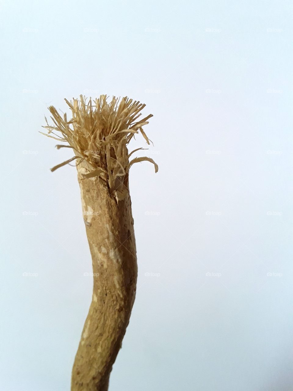 minimalistic snaps:tree twig which is used for ayurveda