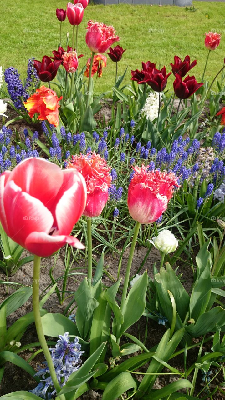 flowers red Tulip