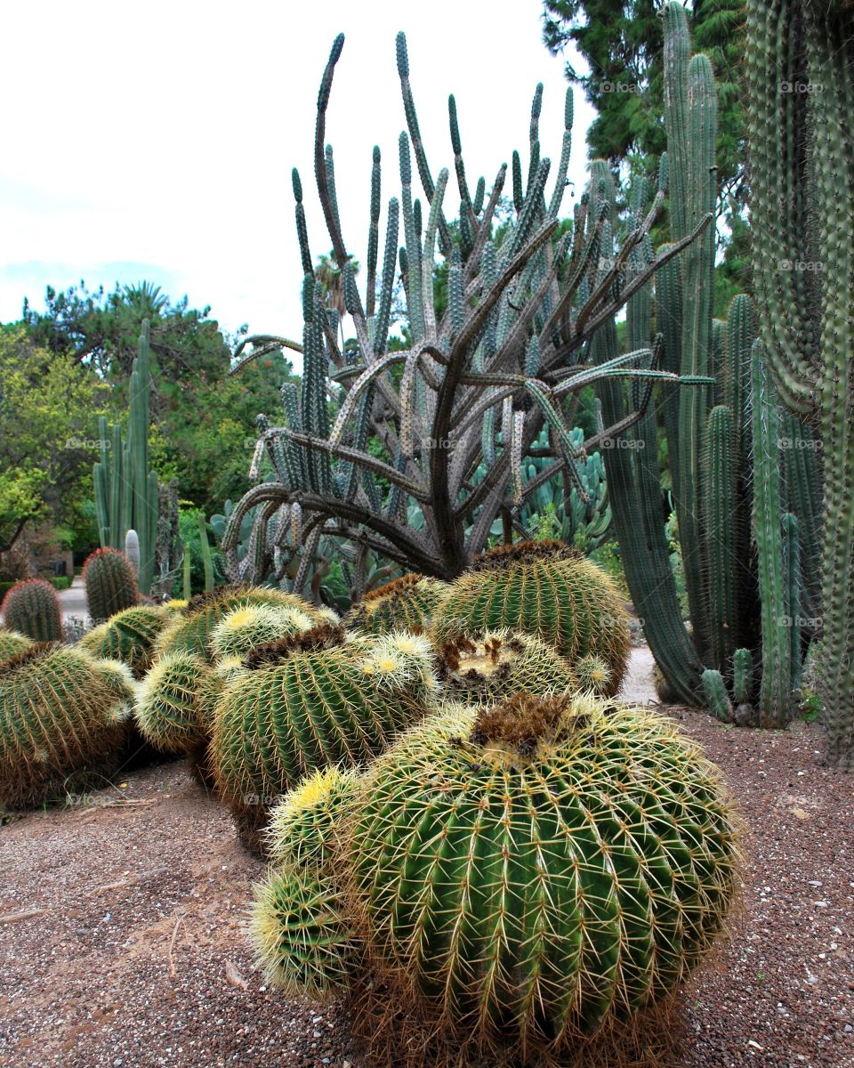 Cactus variety in botanic garden in Valencia Spain