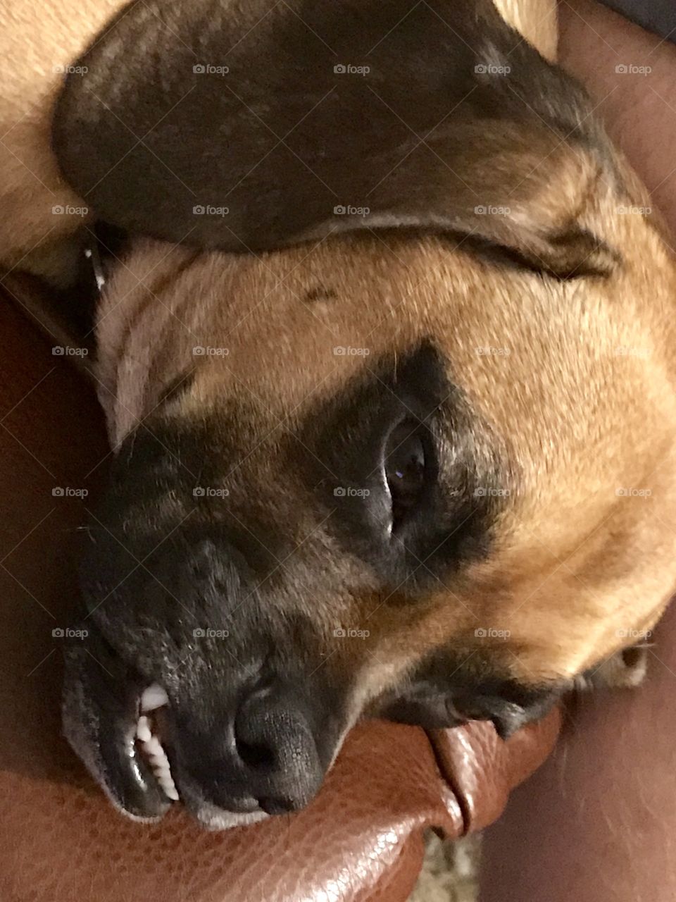 Puggle sleepy with underbite