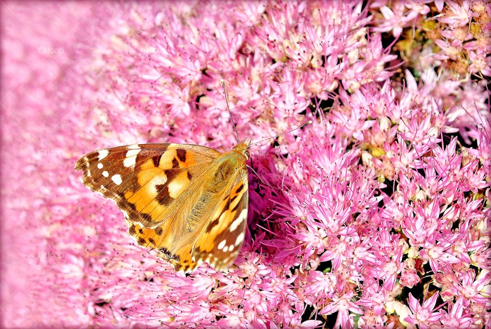 Beautiful butterfly sitting on purple flower blossoming close up background nature therapy amazing wildlife beautiful inspects on nature structure