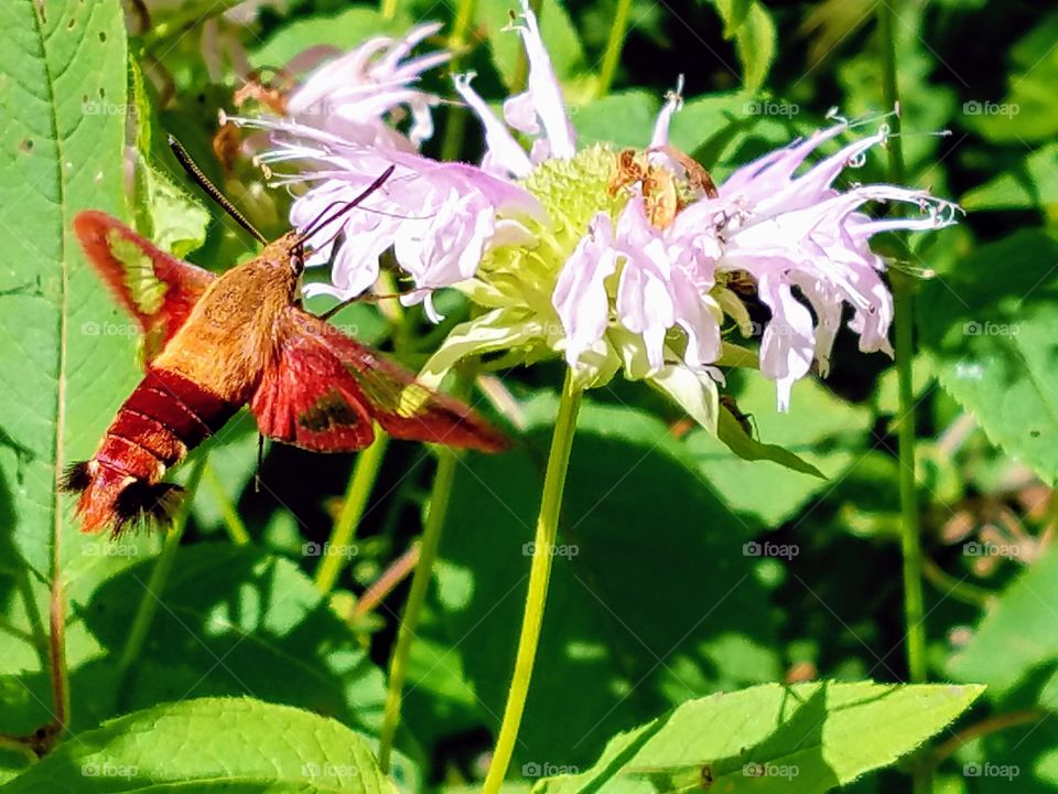 Hummingbird Moth