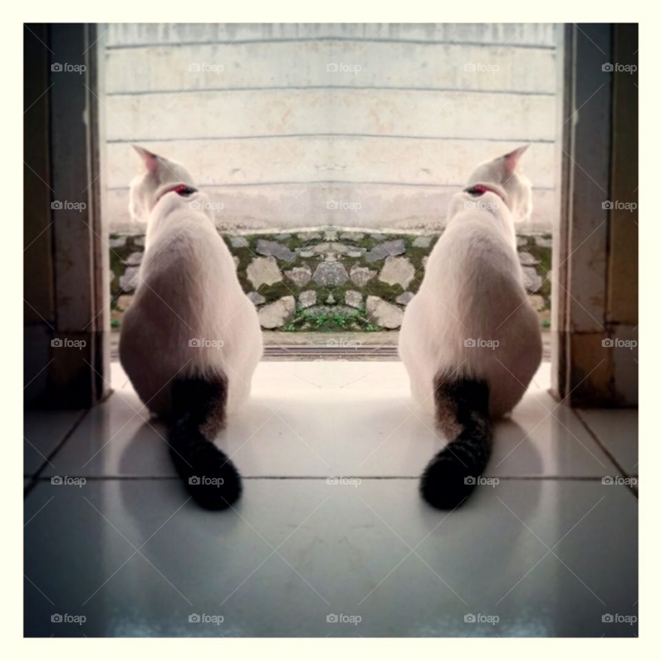 A female cat sitting by an open door. The photo app editor make her double. Like twin sister's.