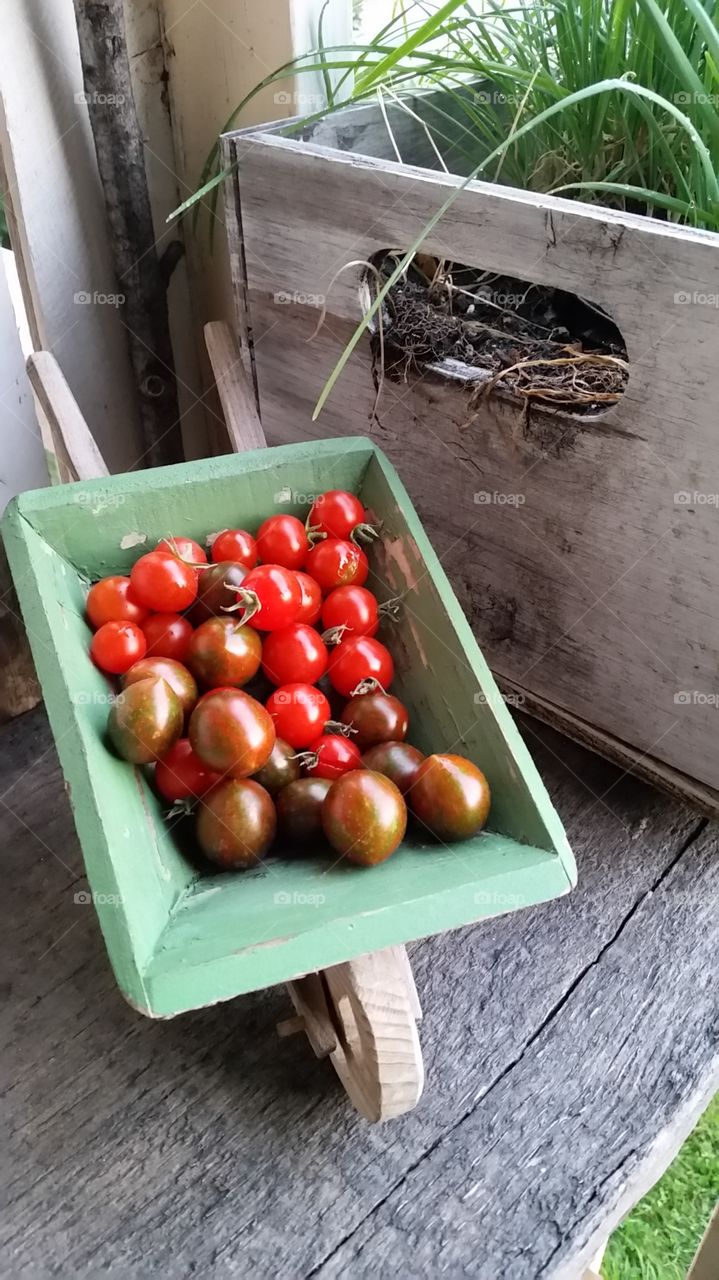 summer cherry tomatoes