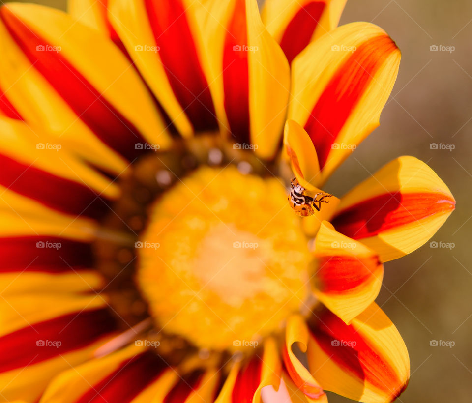 Ladybug trying to escape my lens. 