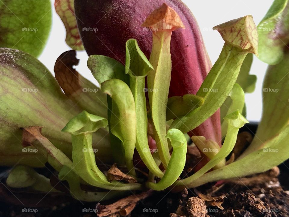 Pitcher plant