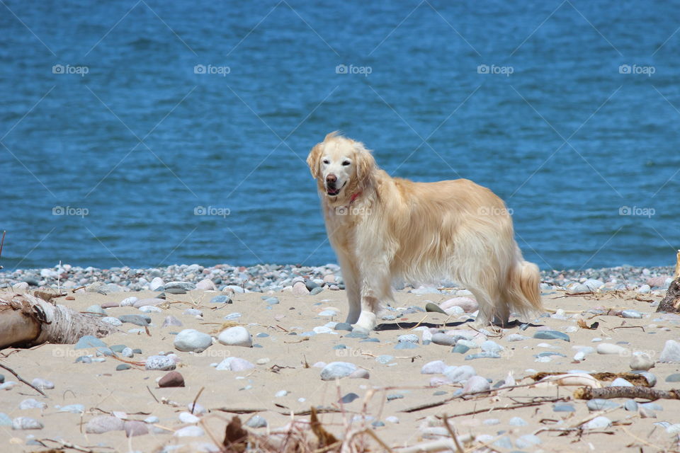 Beautiful golden girl on the sandy shores of Lake superior in the upper peninsula of Michigan