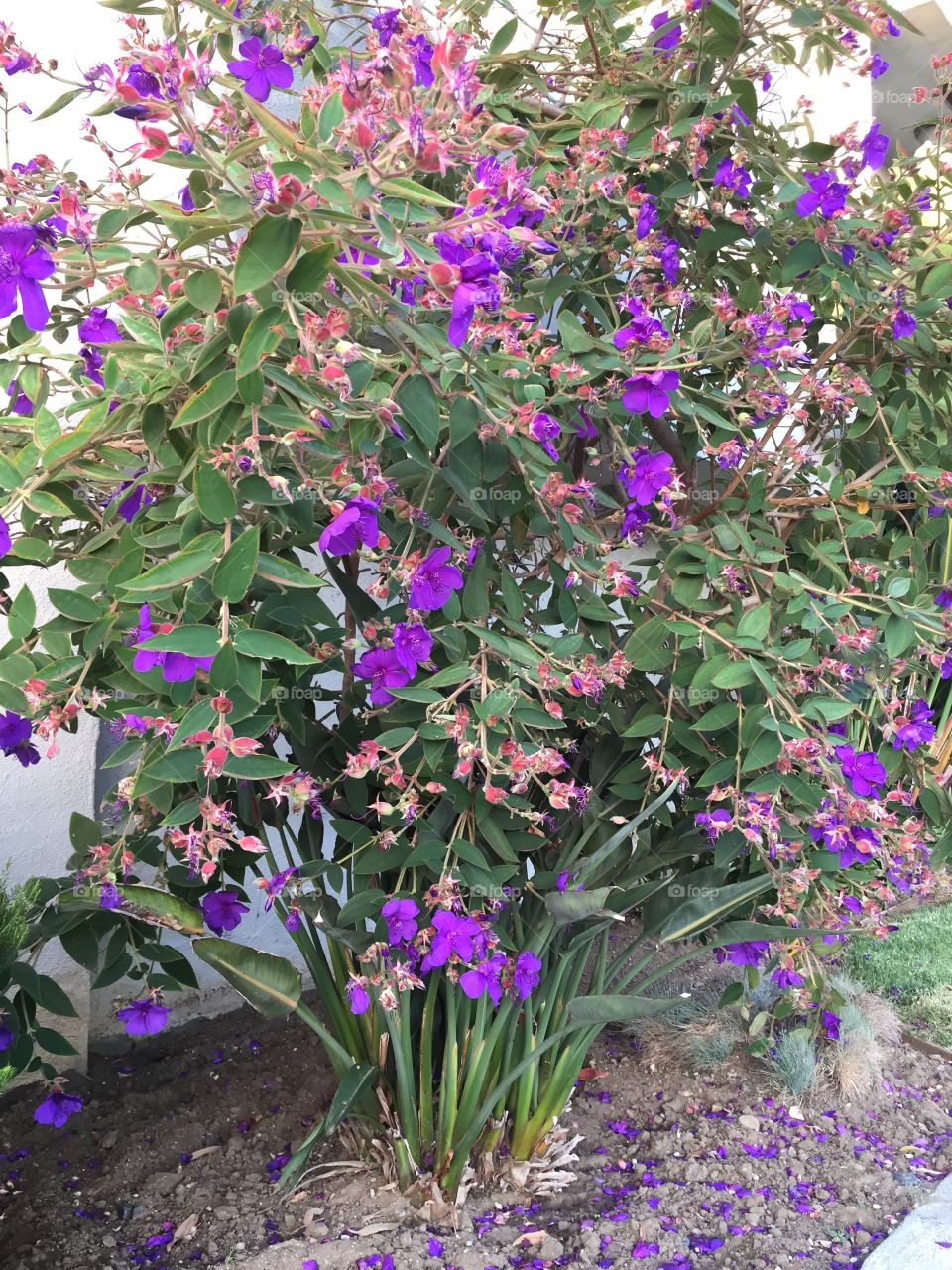 Bright Purple Flowers on Large Bush