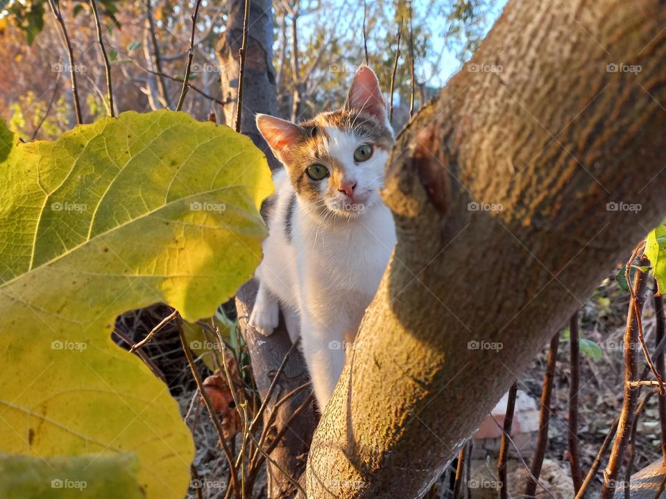 cat on a tree in the autumn garden.