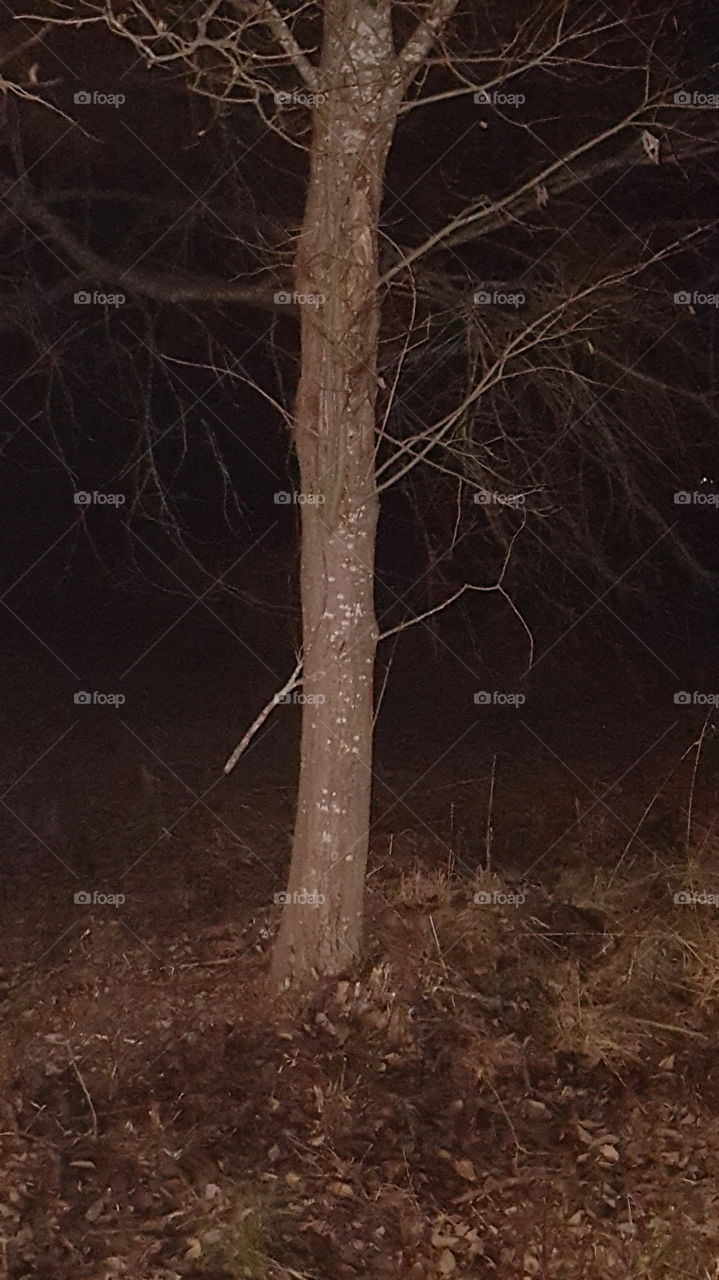 Tree in the dark