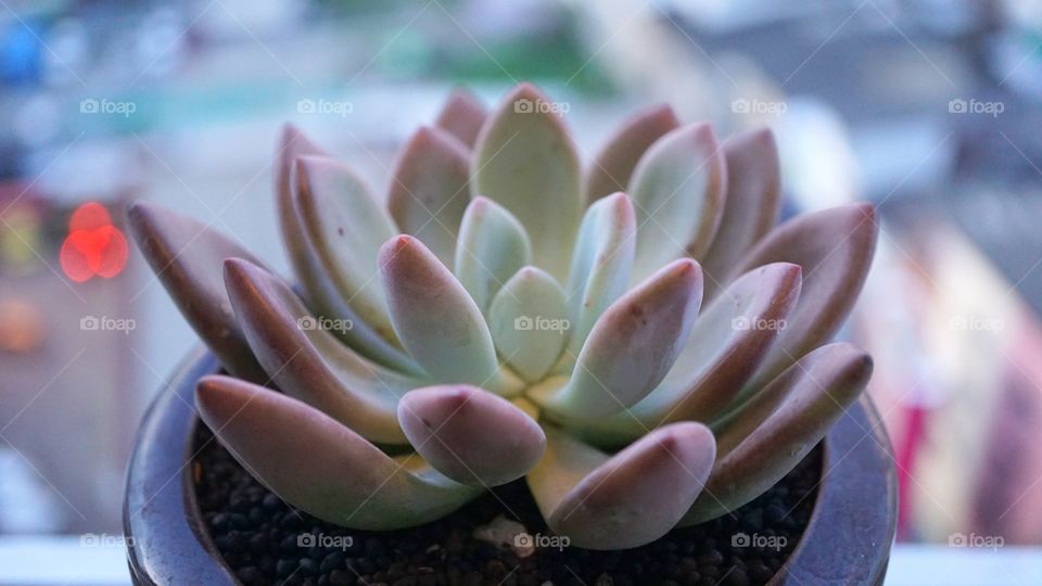 pachyphytum glutinicaule
