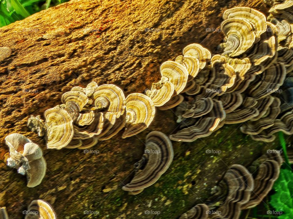 Fungus On A Log
