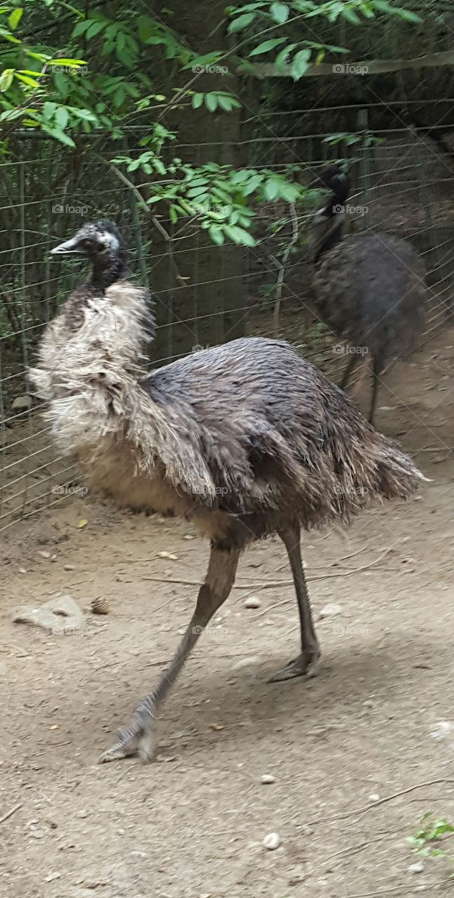 emu