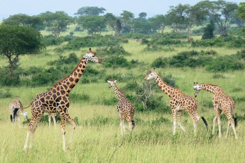 Herd of giraffes in Murchison National Park in Uganda