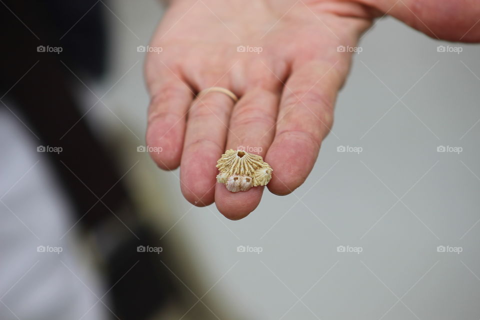 A barnacle in the hand is worth two in the sea
