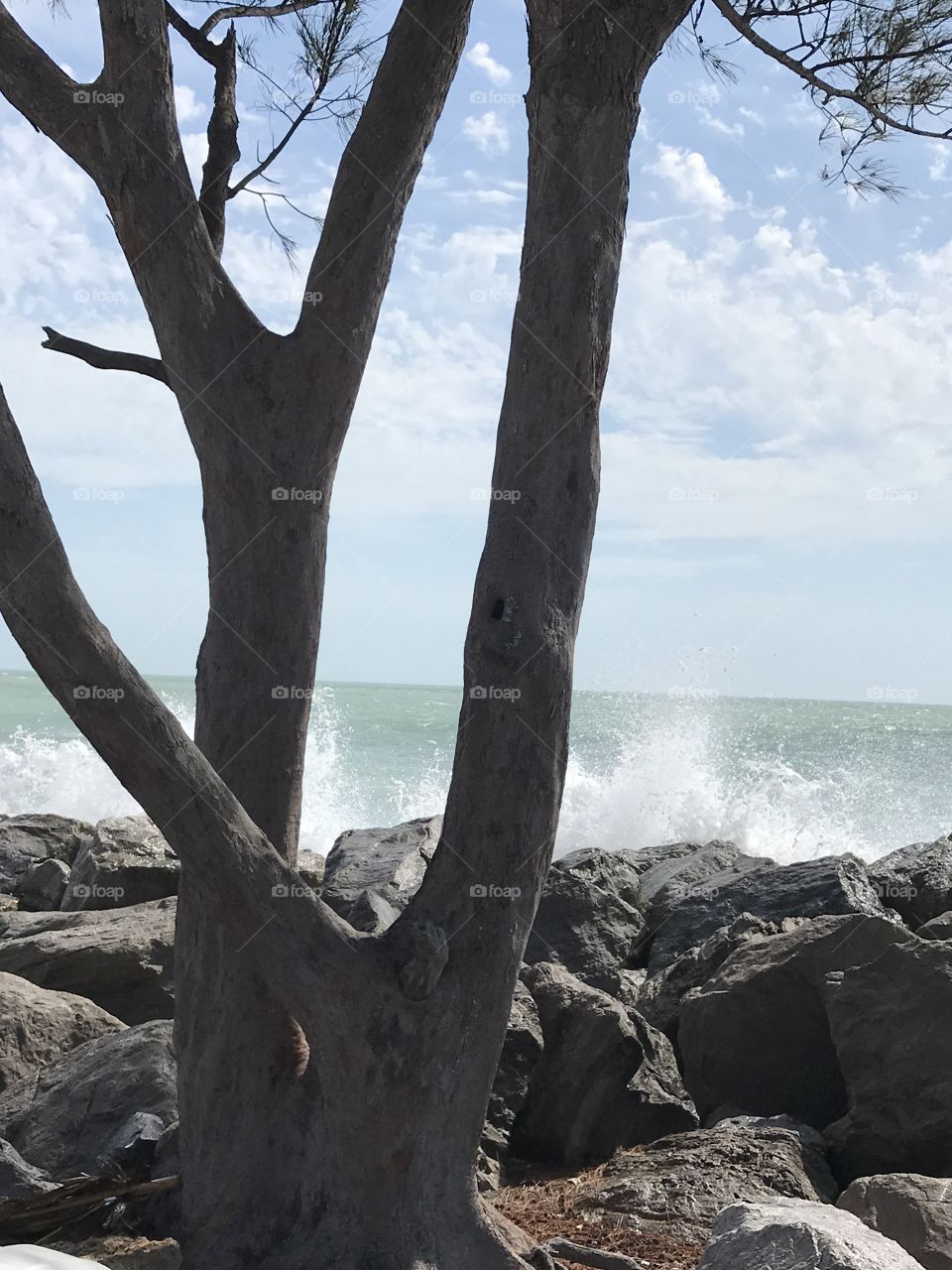 Tree at the beach side park 