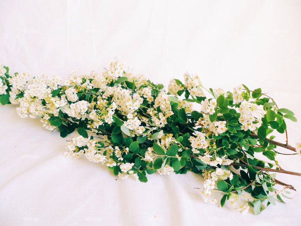 white spring flowers on a white background