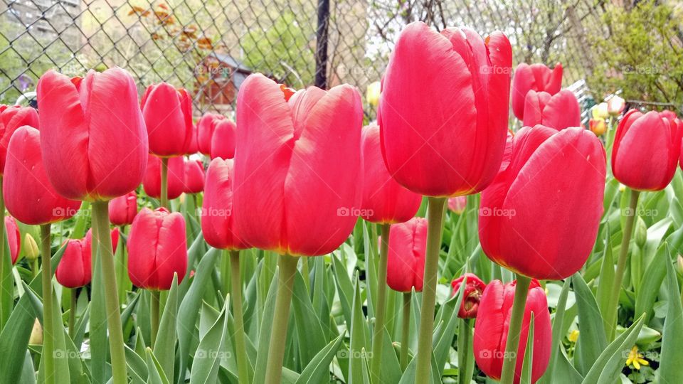 Beautiful tulips flower blossoms.