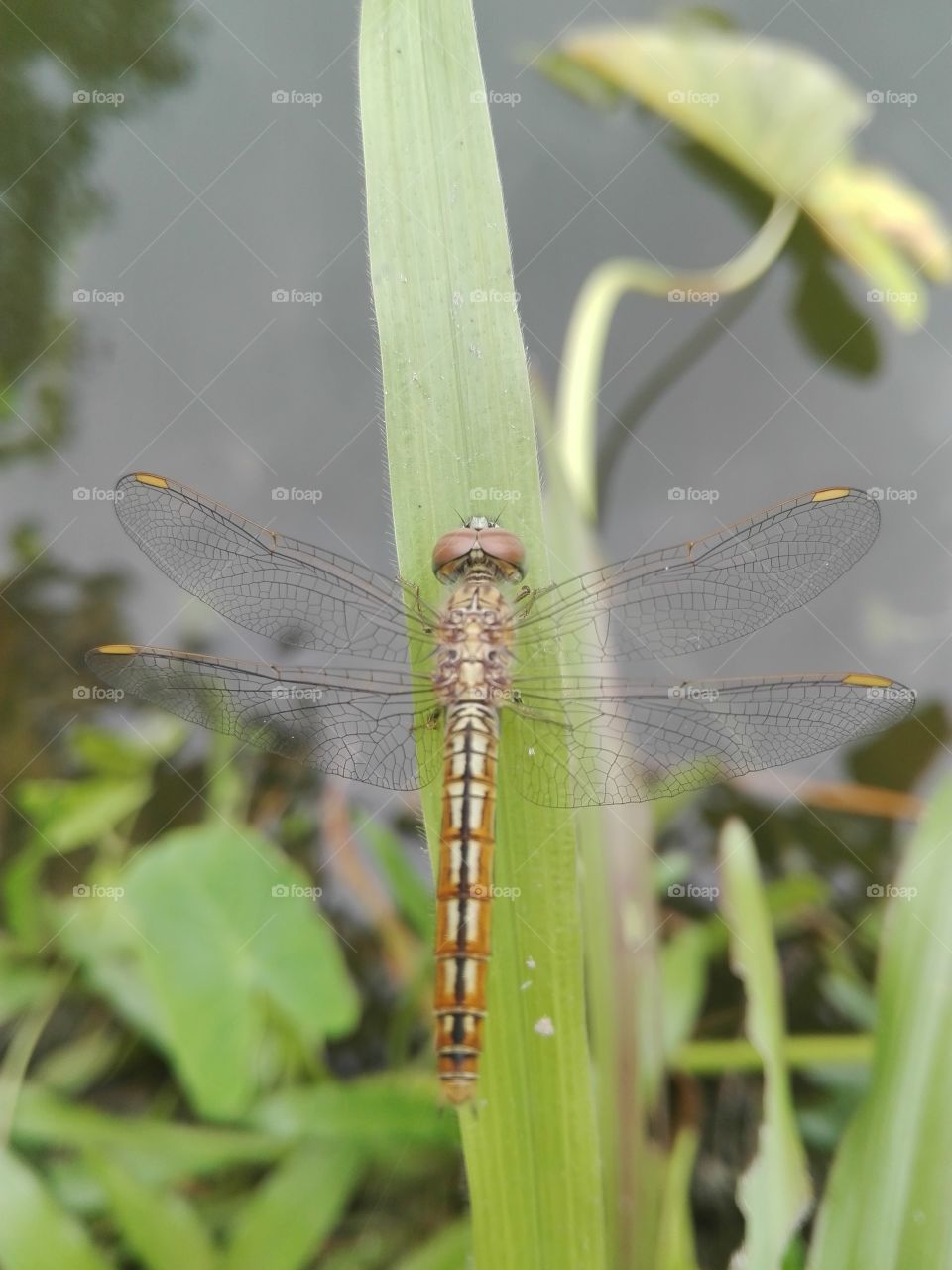 Dragonfly