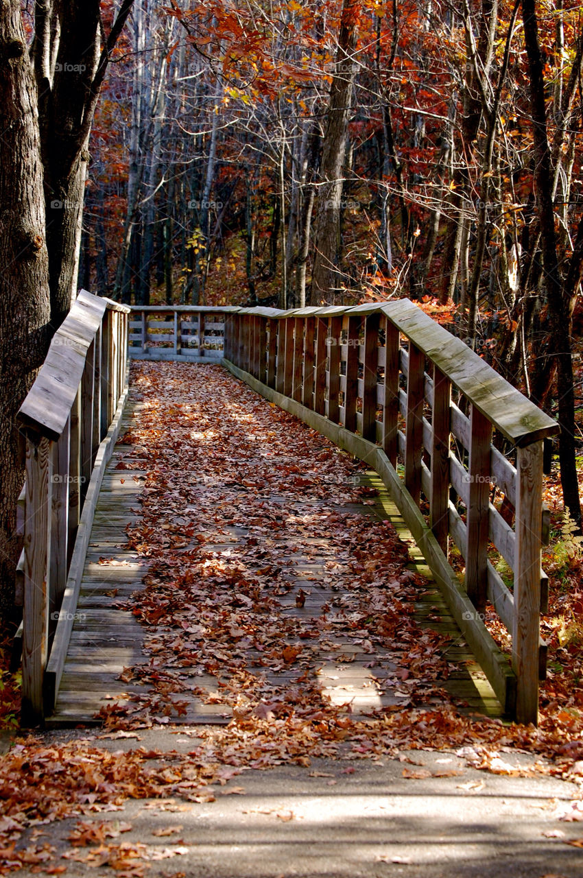 tree trees leaves bridge by refocusphoto