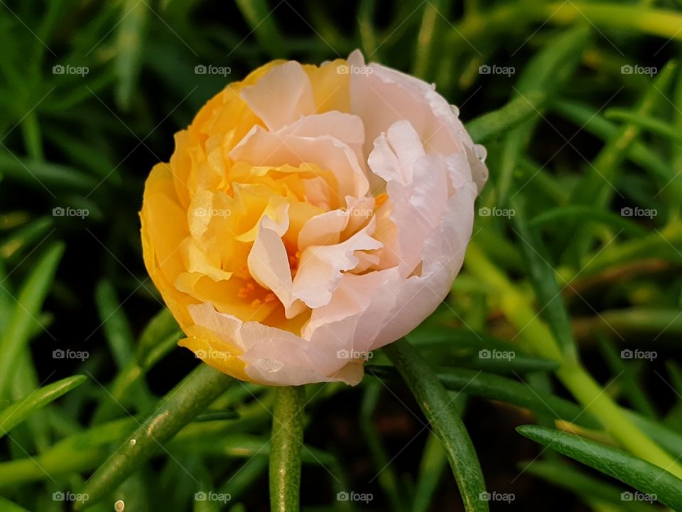 beautiful flowers in my garden