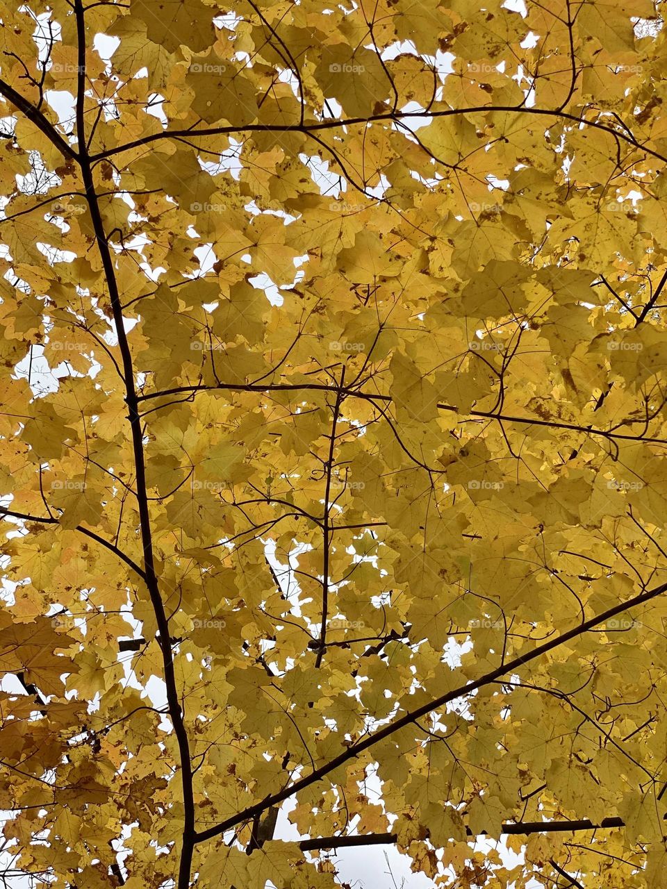 Bright yellow maple leaves