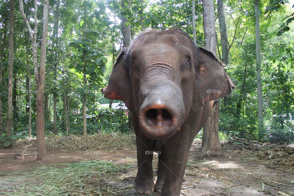 Thai Elephant 