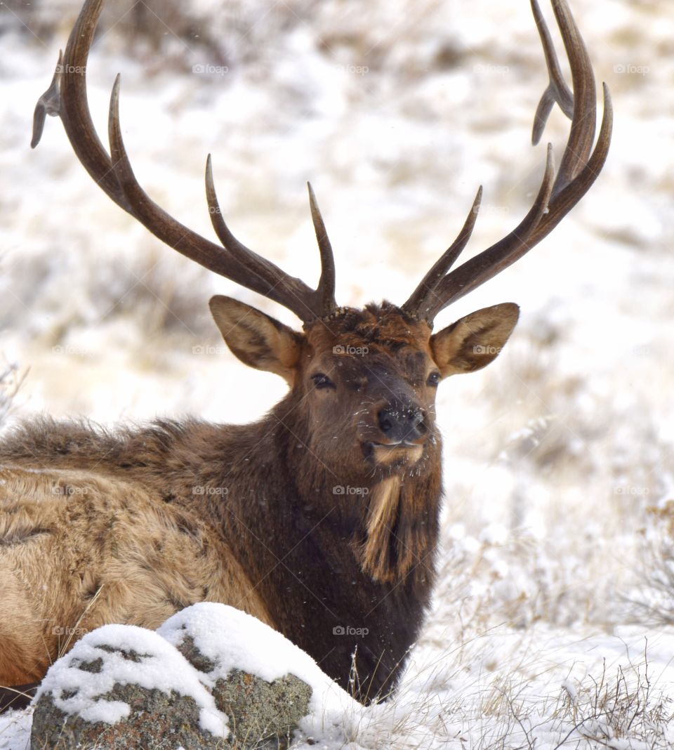 A bull elk eating grass and relaxing on a cold winter morning in the mountains. His rack is huge.
