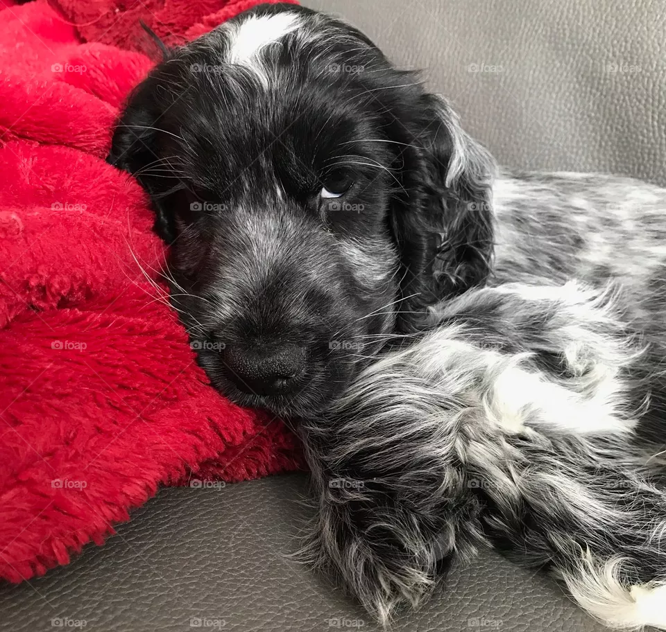 English cocker spaniel pup