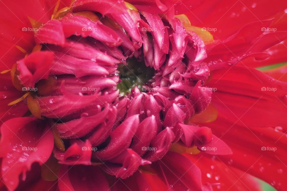 Profile shot of a red flower pistil