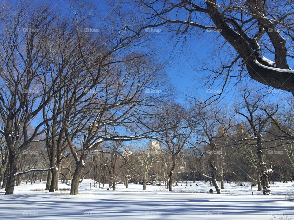 after a snow storm in New York Central Park