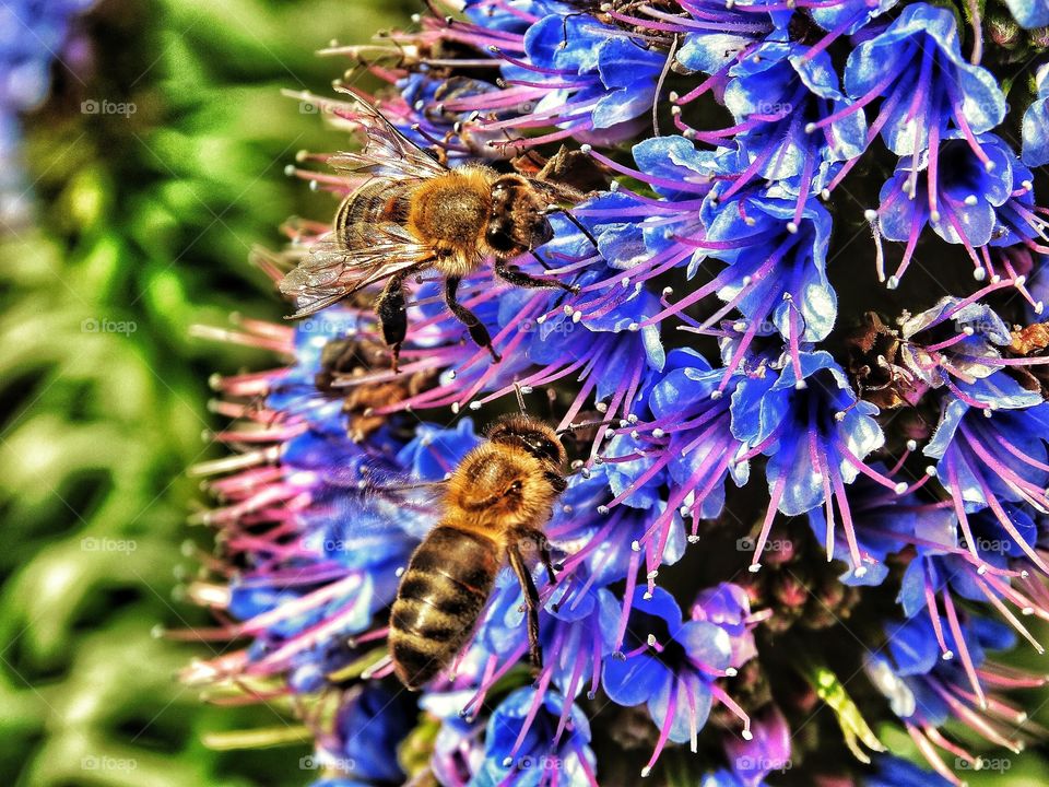 Wild Bees Pollinating A Blue Flower