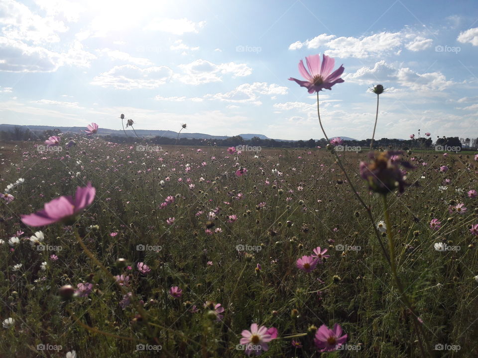 flower