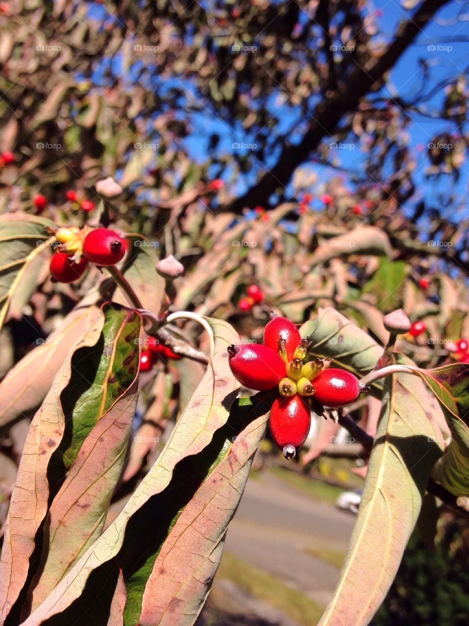 Growing berries on tree