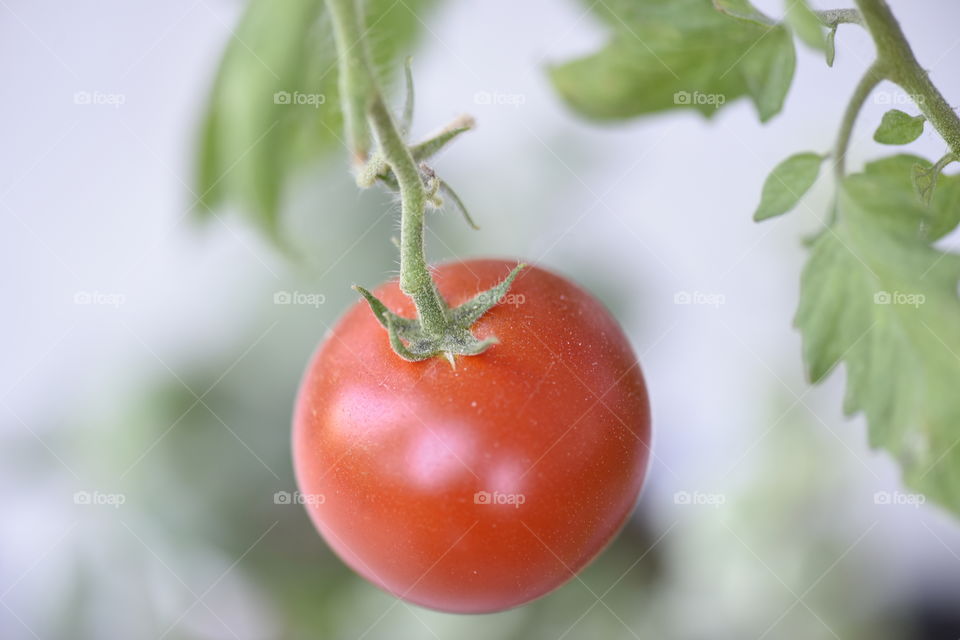 Ripe tomato on vine