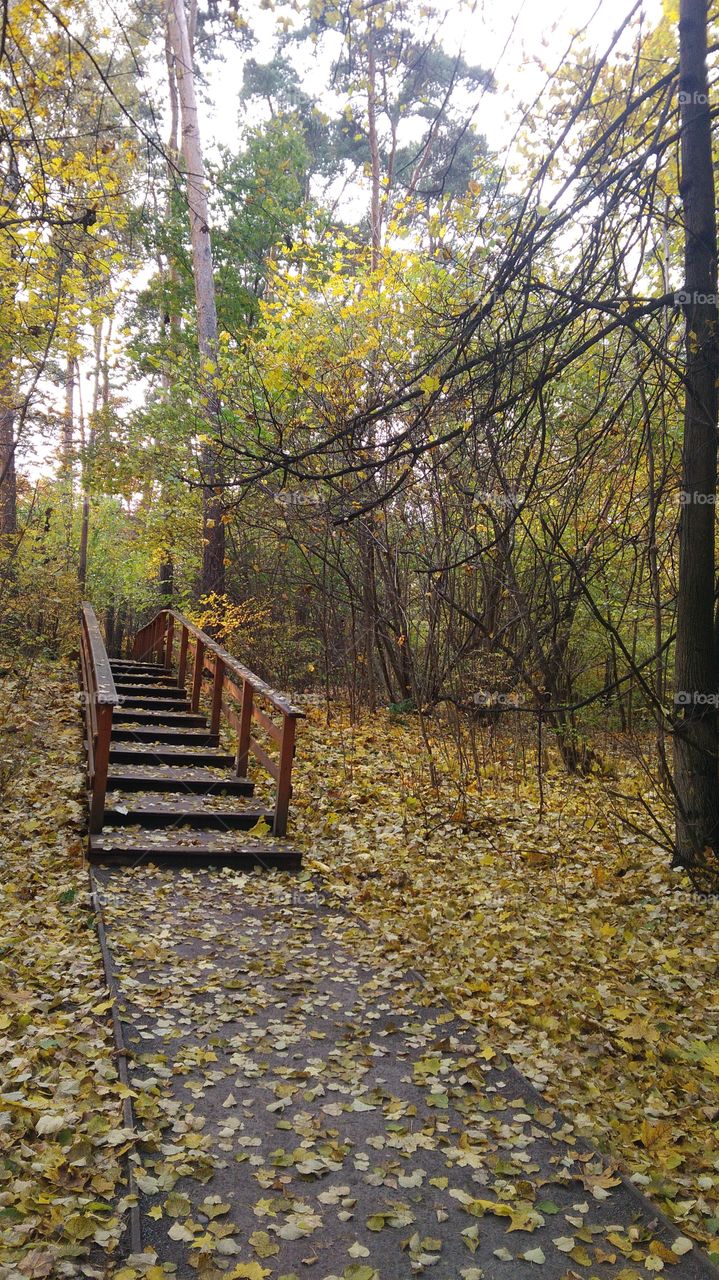 stairs in autumn
