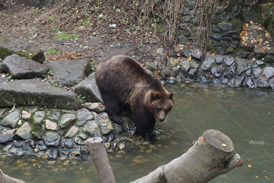 Brown bear walking into the river 